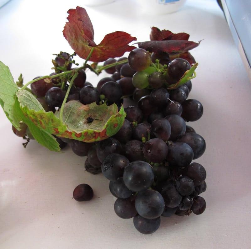 raisin bio et écolo