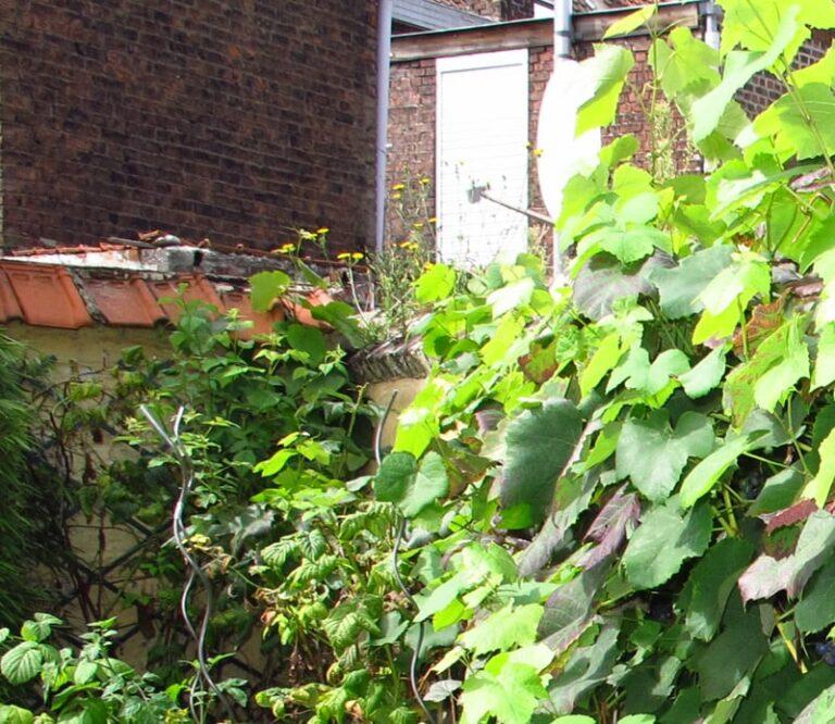 Vigne de ville, vigne de jardin, du raisin de août à octobre