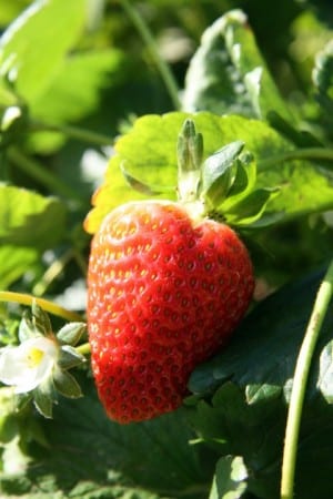 ceuillettes de fraise à la ferme