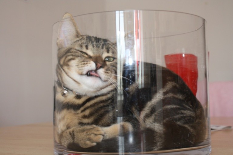 Parfois c&rsquo;est con un chat