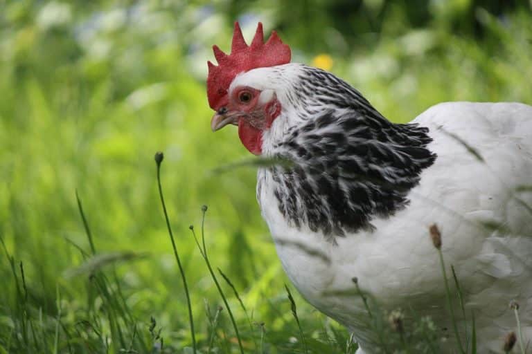 La campagne, les poules, la nature et Carrefour, cela vous parle ? {Article sponsorisé}