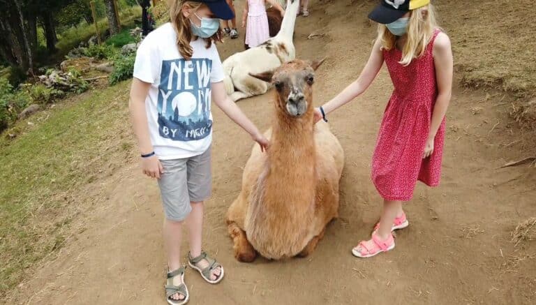 Tourisme Vosges : La Montagne des Lamas et Alpagas