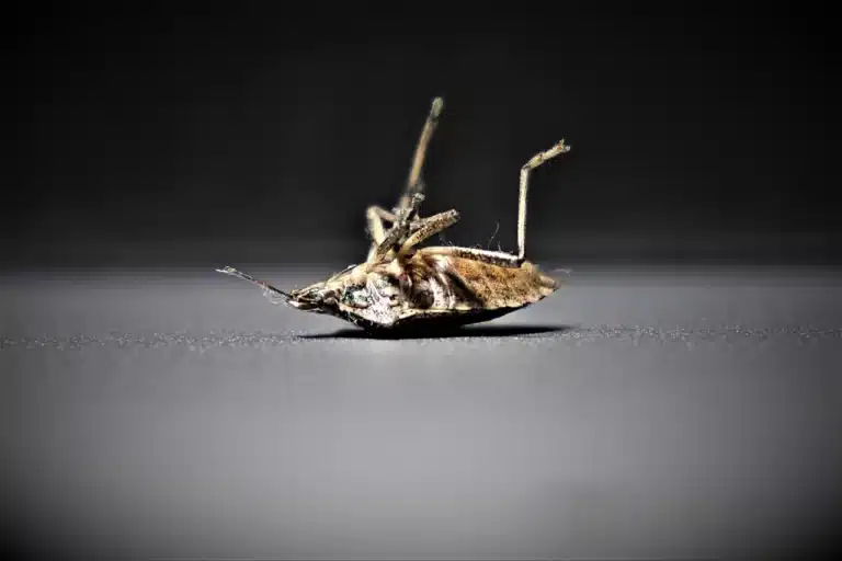 bed bugs
