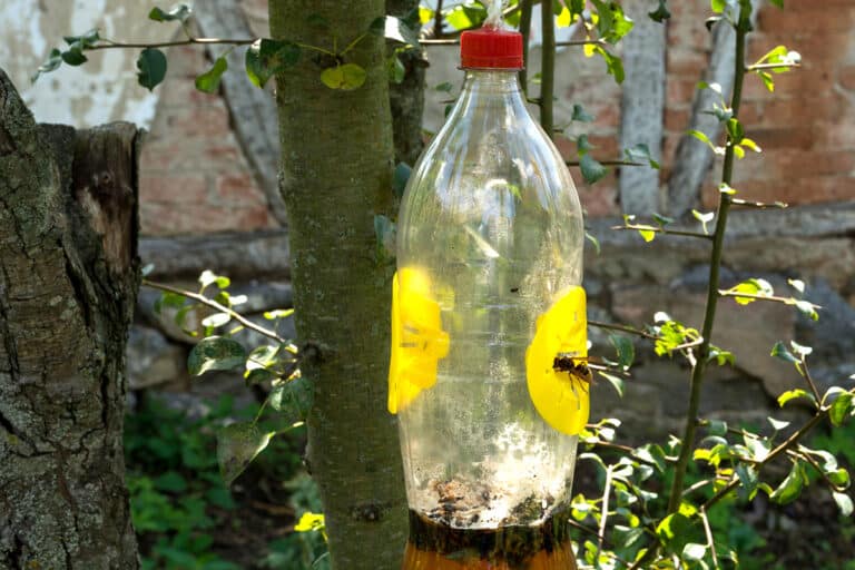 Se débarrasser des mouches naturellement: astuces et pièges écologiques.