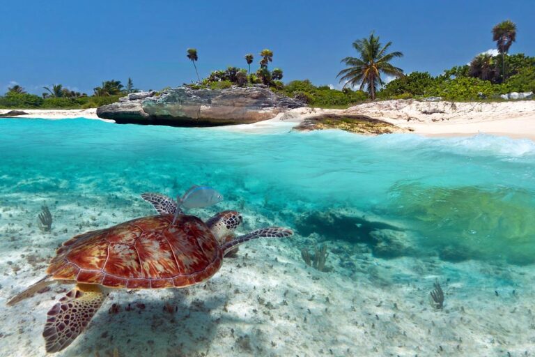 Croisières Caraïbes : une aventure en famille entre mer, découvertes et évasion